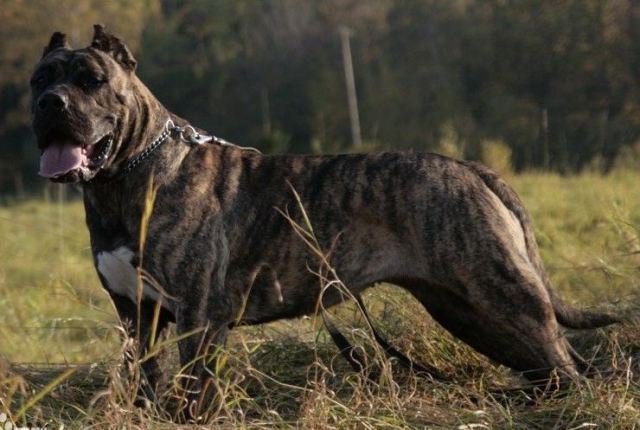 世界十大强悍猛犬——藏獒排第五
