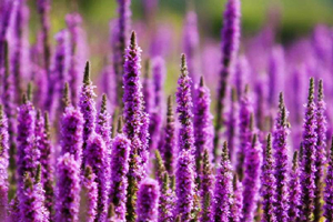 洋葱海外仓不是仓 它做了整套跨境供应链