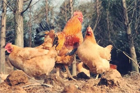 丁磊王兴办起养鸡场 要邀你吃“真鸡”？