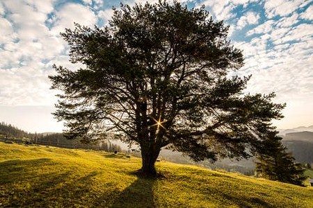 支付宝蚂蚁森林怎么合种树 新玩法上线