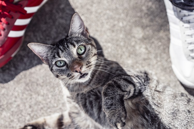 天猫618食品保健预售总额榜：茅台位居第二