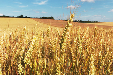 阿里云发布ET农业大脑 将AI与农业深度结合