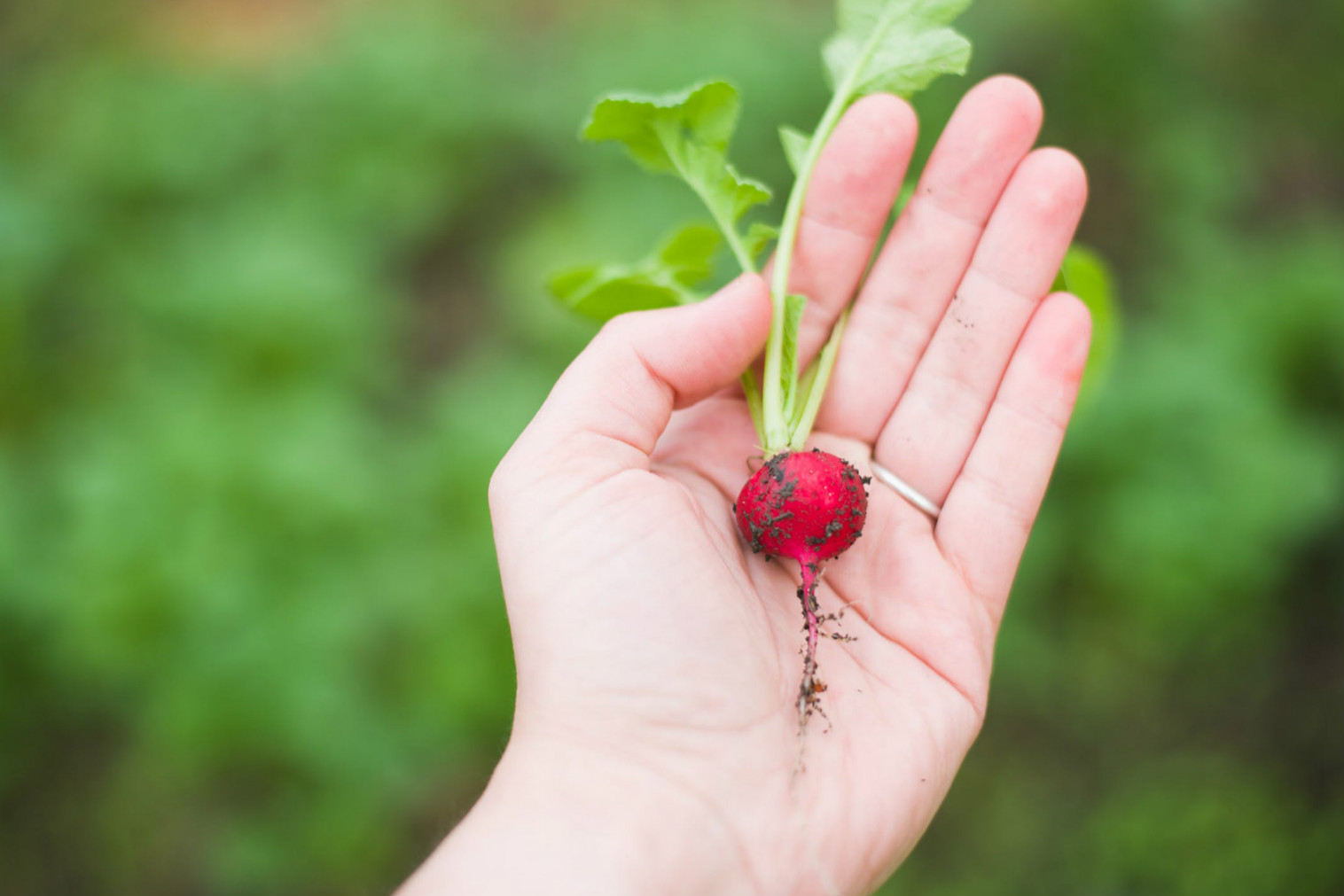 630亿美元 拜耳完成对孟山都的收购