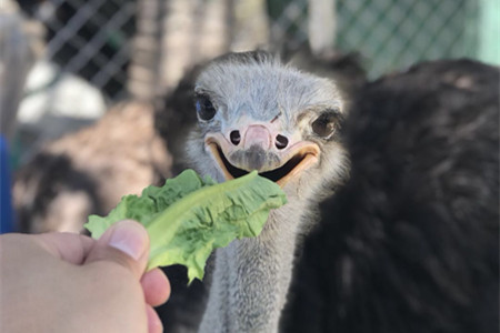 爱马仕或入京东 奢侈品数字化转型将完成？