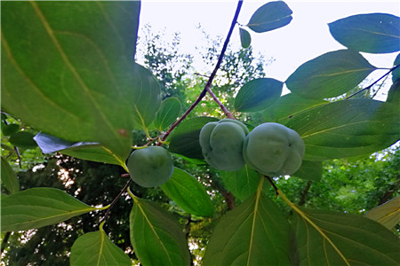 京东快递难逃成本困局与变数