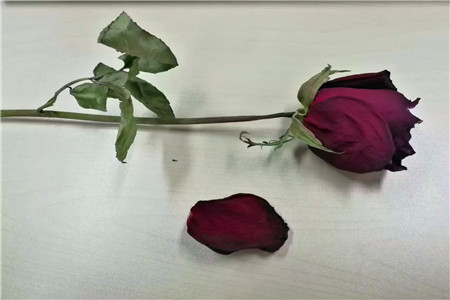 微博红人电商制造：张大奕等人加冕双11女王