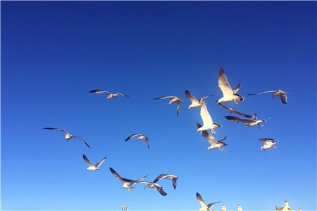 机器人餐厅之京东VS盒马：第二次碰撞