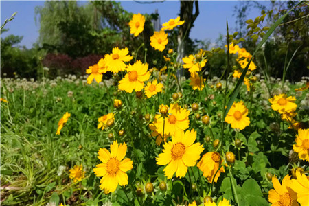 京东自建植物工厂落成：产出蔬菜近期上架