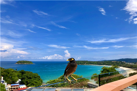 京东和长城汽车 推“快递到车”功能