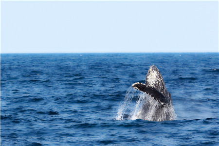 2019年轻工制造业产业互联网案例分析报告