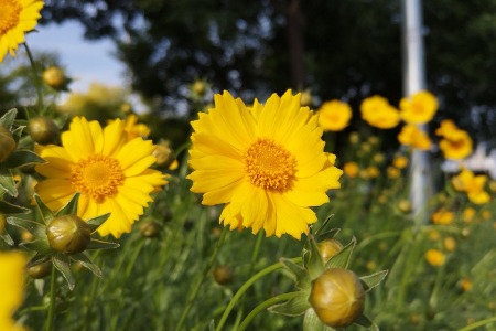 鲜花零售从未停止价格战