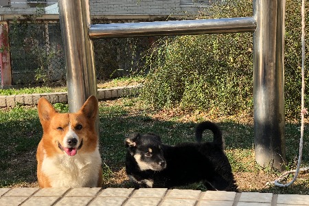 线上销售占比超过40% 线下宠物店机会何在