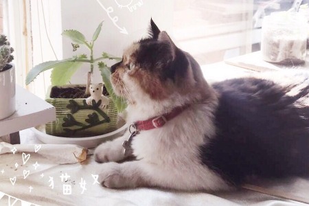 宠物线下市场研究：线上超四成线下机会何在