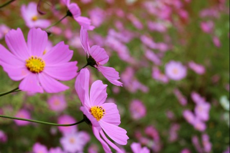 干货|增长黑客如何玩转私域流量