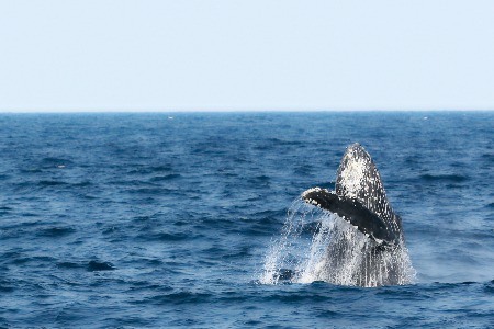 客厅里的未来争夺战