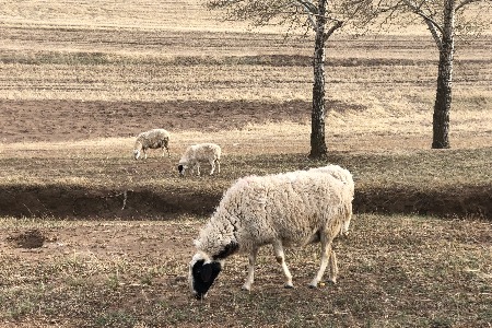 中国有一亿户“铲屎官” 携宠物出游还需解决哪些痛点