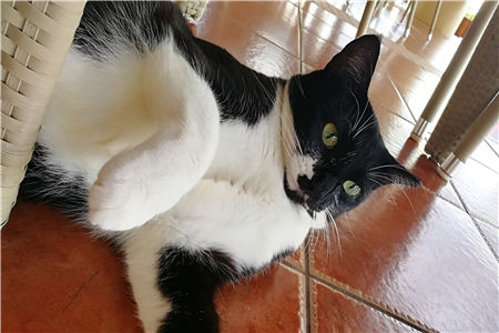 提前2个月预订宠物酒店 年轻人把宠物当娃养？