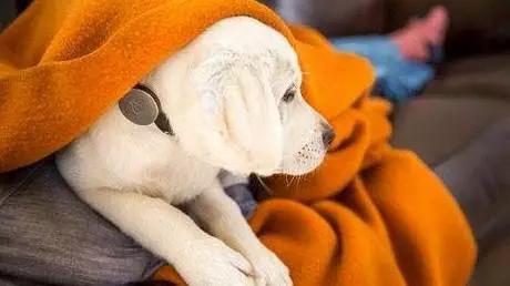 2026宠物医疗产业深度调研及发展现状、趋势预测(图1)