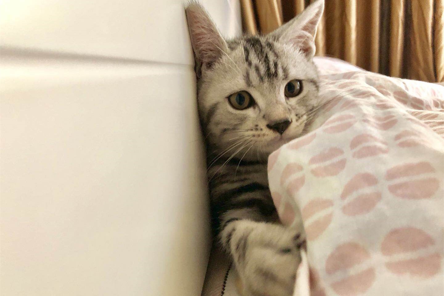 定了！天猫双11玩法出炉