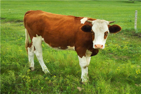 双11预售“母婴好货榜”：MIKIHOUSE居榜首