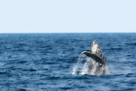 广东省商务厅：将认定一批省级公共海外仓