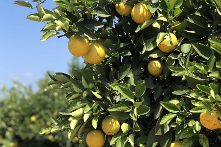 农业生物技术公司AgroSavfe融资3500万欧元