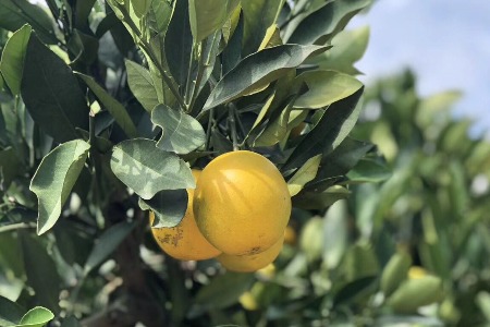 “双品网购节”在即 汇通达全国云联动直播助农产品上行