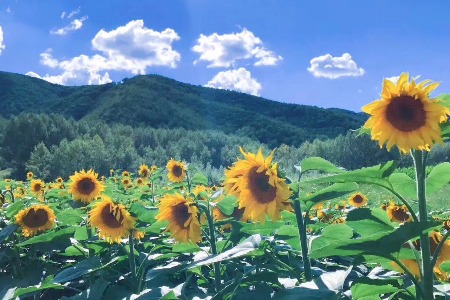 上海2021网上年货节正式启动！21项活动已上线