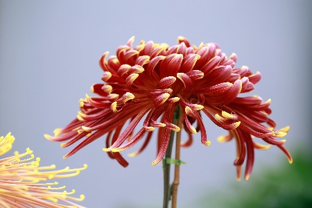 互联网社交出海：赤子城能否说好“深水区”故事？