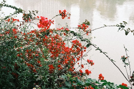 推“新”成面子和里子 考拉海购又在做什么？