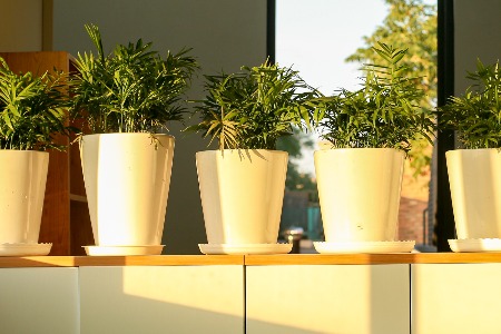 猫狗过不上精致生活 铲屎官躲不过“智商税”？