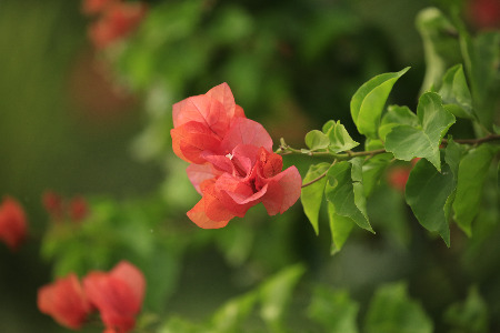 做“国潮”的花西子是如何超越完美日记的？