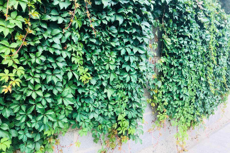 二手交易 回光返照？