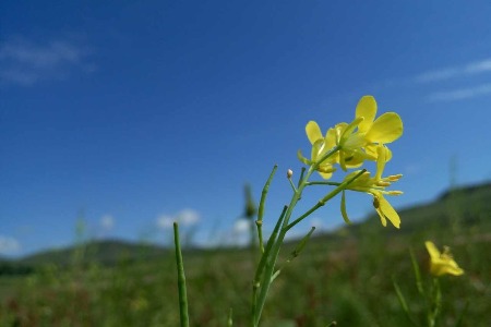 “凉茶+气泡”？和其正想用它创造“中国人的可乐”