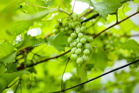 “人到中年”成网红 旺旺能否借此重返“旺季”？