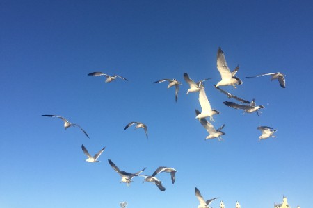 寄养猫咪住一天总统套房不到600元 投资人：典型伪刚需