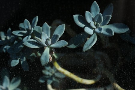 商家双11参战词变了：“超低价”“没套路”“线上免税”