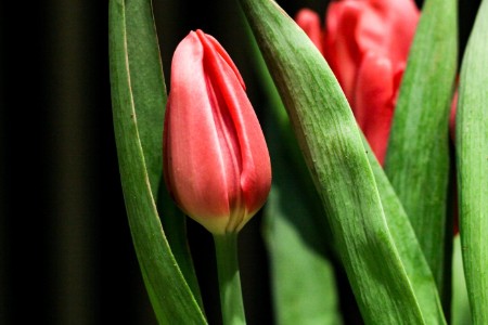 养一个“虚拟人”要花多少钱 它又能为你赚多少？