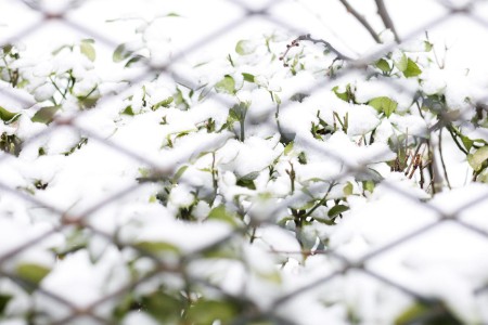 为何品牌都爱谷爱凌？