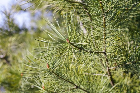 零售晚报：在植树节收到一棵树作为礼物是种什么体验？