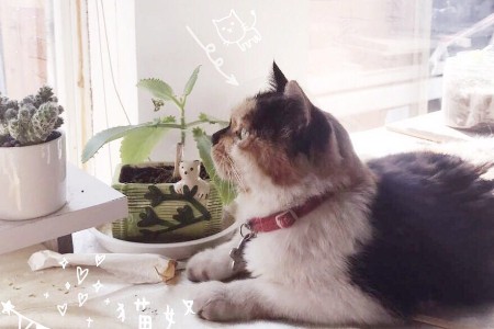 12万医疗费救不回我的小猫 它值得一场体面的葬礼