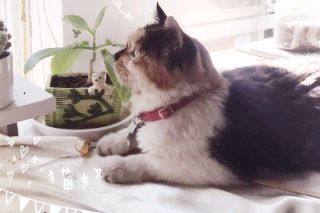 毒猫粮背后：猫崛起了 猫粮没有