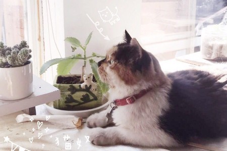 “520”猫狗热：比起爱情更想给宠物花钱