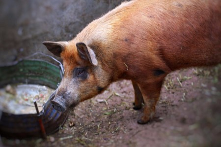 牧原股份：预计下半年生猪价格要涨