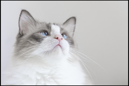 宠物品牌卫仕天猫618销量同比增长101%