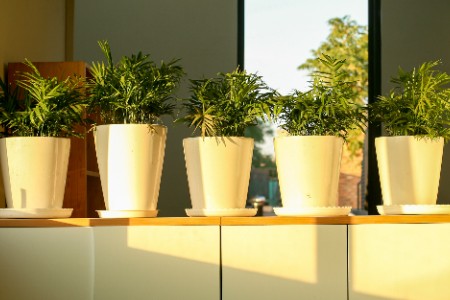 从宠物到植物 年轻人总得养点什么