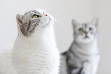 宠物克隆生意 最低8.8万一只