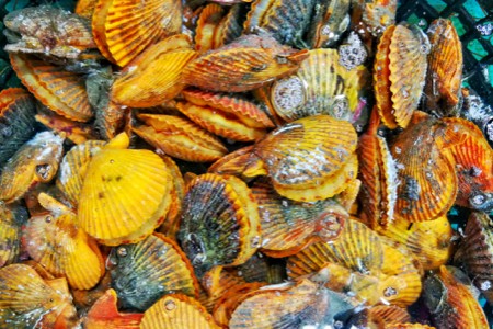 中国产鳗鱼在日本市场占比超50%