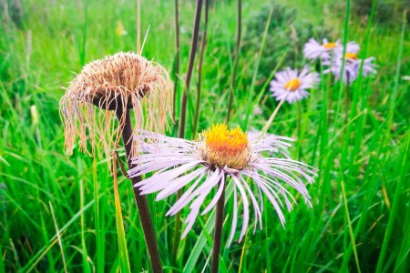 占领欧美草坪 中国割草机器人出海新风口