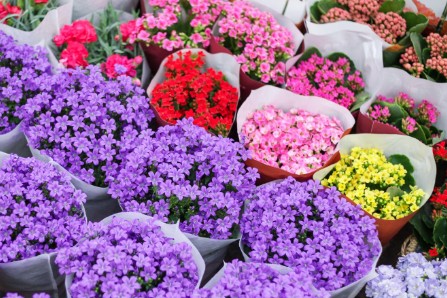 我在抖音教人养花：不拍段子 一个月卖掉7万枝小菊